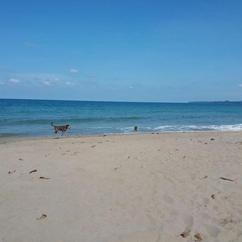 Tasty Dayz Hostel Puerto Viejo de Talamanca المظهر الخارجي الصورة
